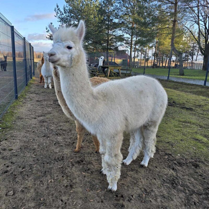 balta alpaka