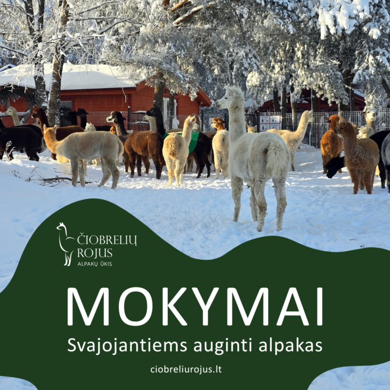 mokymai norintiems auginti alpakas