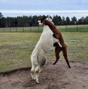 alpaku-patinu-mustynes