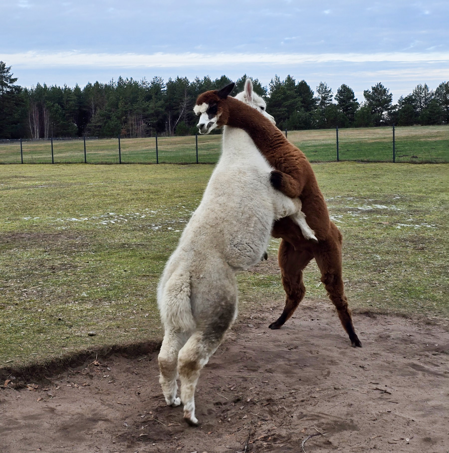 alpaku-patinu-mustynes