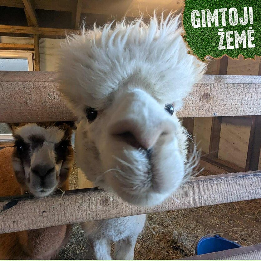 - lrt.lt "Gimtoji žemė"