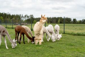 Kodėl alpakų patinai ir patelės turi gyventi atskirai