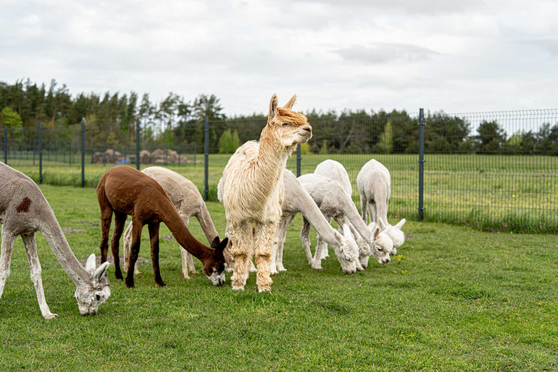 Kodėl alpakų patinai ir patelės turi gyventi atskirai