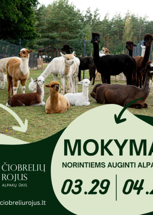 mokymai norintiems auginti alpakas